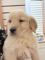 Charlie, a female Golden Retriever for sale in Wilbraham, MA – Photo 3 of 5