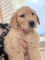 Charlie, a female Golden Retriever for sale in Wilbraham, MA – Photo 4 of 5