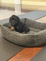 Mya, a female Cavapoo for sale in Hampden, MA – 5 of 5