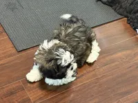 Hank, a male Shih Tzu for sale in Wilbraham, MA – 9 of 9