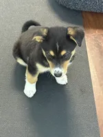 Atlas, a male Siberian Husky and Beagle for sale in Wilbraham, MA – 5 of 6