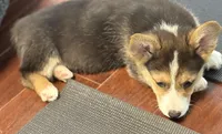 Colonel , a male Pembroke Welsh Corgi for sale in Wilbraham, MA – 5 of 5