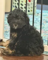 Mya, a female Cavapoo for sale in Hampden, MA – 3 of 5
