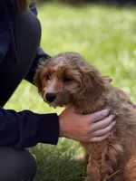 Myles, a male Cavapoo for sale in Hampden, MA – 3 of 4