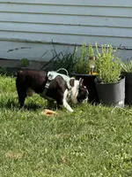 Remix, a male French Bulldog for sale in Hampden, MA – 7 of 8