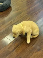 Rosie, a female Golden Retriever and English Cream Golden Retriever for sale in Hampden, MA – 3 of 6