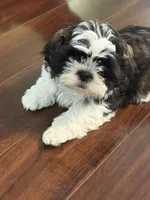 Hank, a male Shih Tzu for sale in Wilbraham, MA – 7 of 9