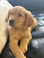 Spicy , a female Golden Retriever and English Cream Golden Retriever for sale in Hampden, MA – 2 of 3