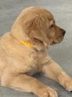 Maple, a male Golden Retriever and English Cream Golden Retriever for sale in Hampden, MA – 4 of 4