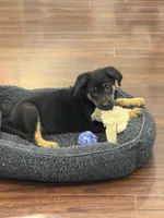Yogi, a male German Shepherd Dog and Golden Retriever for sale in Wilbraham, MA – 3 of 4