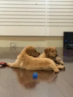 Honey, a male Golden Retriever for sale in Wilbraham, MA – Photo 2 of 5