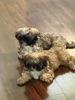 Lady, a female Shih Tzu for sale in Hampden, MA – 5 of 6