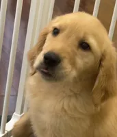 Charlie, a male Golden Retriever and English Cream Golden Retriever for sale in Hampden, MA – 6 of 6
