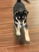 Timber, a male Siberian Husky and Beagle for sale in Wilbraham, MA – 2 of 6