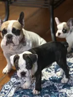 Brutus, a male French Bulldog for sale in Hampden, MA – 9 of 9