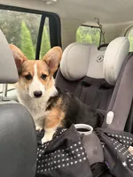 Rocky , a male Pembroke Welsh Corgi for sale in Hampden, MA – 5 of 9