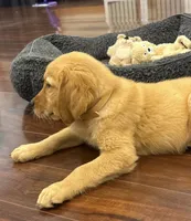 Fenway, a male Golden Retriever and English Cream Golden Retriever for sale in Hampden, MA – 4 of 7