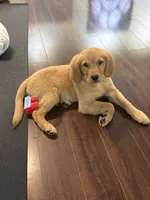 Ellie, a female Golden Retriever and English Cream Golden Retriever for sale in Hampden, MA – 2 of 9