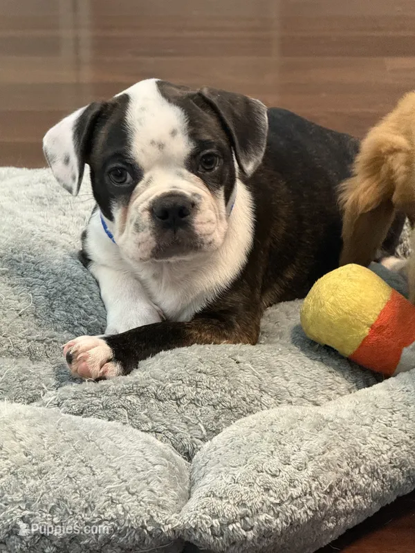 Brutus – French Bulldog puppy for sale in Hampden, MA