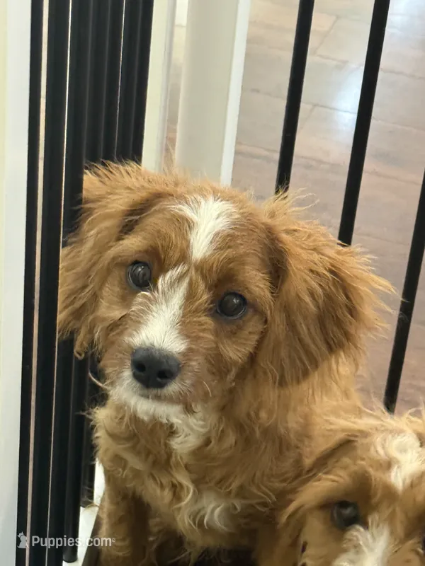 Micky – Cavapoo puppy for sale in Hampden, MA