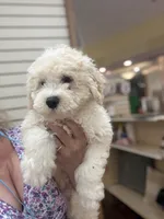 Charlie, a female Miniature Aussiedoodle for sale in Hampden, MA – 2 of 7