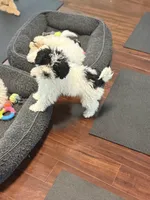 Elsa, a female Poodle - Miniature  for sale in Wilbraham, MA – Photo 6 of 6