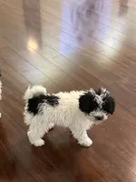 Elsa, a female Poodle - Miniature  for sale in Wilbraham, MA – Photo 5 of 6