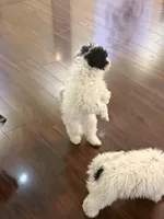 Elsa, a female Poodle - Miniature  for sale in Wilbraham, MA – Photo 4 of 6