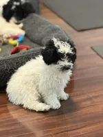 Elsa, a female Poodle - Miniature  for sale in Wilbraham, MA – Photo 2 of 6