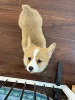 Luna, a female Pembroke Welsh Corgi for sale in Wilbraham, MA – 2 of 4