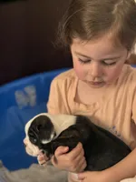 Pumba, a female French Bulldog for sale in Hampden, MA – 4 of 9