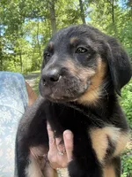 Yogi, a male German Shepherd Dog and Golden Retriever for sale in Wilbraham, MA – 8 of 8