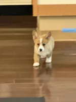 Luna, a female Pembroke Welsh Corgi for sale in Wilbraham, MA – 4 of 4