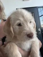 Maverick , a male Labradoodle and Golden Retriever for sale in Hampden, MA – 2 of 4