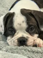 Brutus, a male French Bulldog for sale in Hampden, MA – 5 of 9