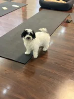 Eve, a female Poodle - Miniature  for sale in Wilbraham, MA – Photo 4 of 6