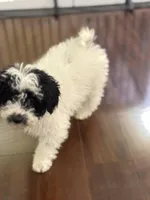 Eve, a female Poodle - Miniature  for sale in Wilbraham, MA – Photo 1 of 6