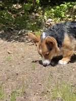Tank, a male Pembroke Welsh Corgi for sale in Wilbraham, MA – 6 of 6