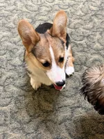 Rocky , a male Pembroke Welsh Corgi for sale in Hampden, MA – 6 of 9