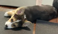 Colonel , a male Pembroke Welsh Corgi for sale in Wilbraham, MA – 4 of 5