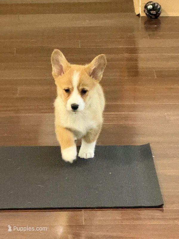 Sarge – Pembroke Welsh Corgi puppy for sale in Wilbraham, MA