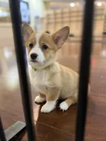 Sarge, a male Pembroke Welsh Corgi for sale in Wilbraham, MA – Photo 4 of 4