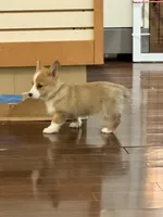 Sarge, a male Pembroke Welsh Corgi for sale in Wilbraham, MA – Photo 3 of 4