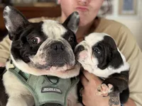 Boss, a male French Bulldog for sale in Hampden, MA – 4 of 8