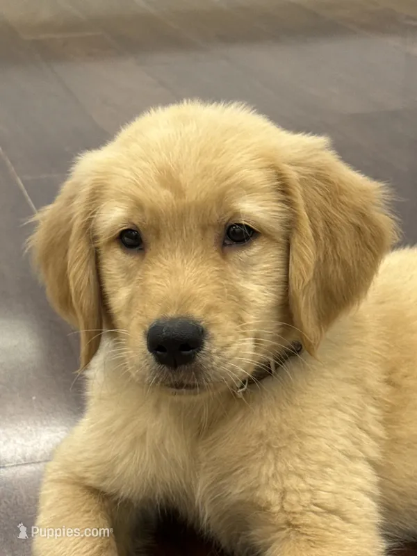 Moose – Golden Retriever, English Cream Golden Retriever puppy for sale in Hampden, MA