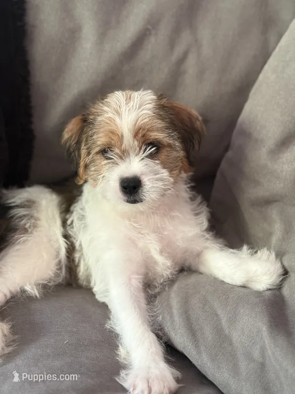 Mickey – Shihpoo puppy for sale in Hampden, MA