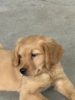 Maple, a male Golden Retriever and English Cream Golden Retriever for sale in Hampden, MA – 2 of 4