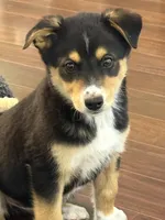 Atlas, a male Siberian Husky and Beagle for sale in Wilbraham, MA – 3 of 6