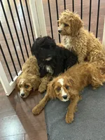 Charlie, a male Cavapoo for sale in Hampden, MA – 5 of 5