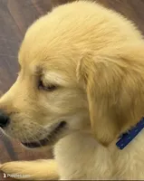 Duke, a male Golden Retriever and English Cream Golden Retriever for sale in Hampden, MA – 2 of 7